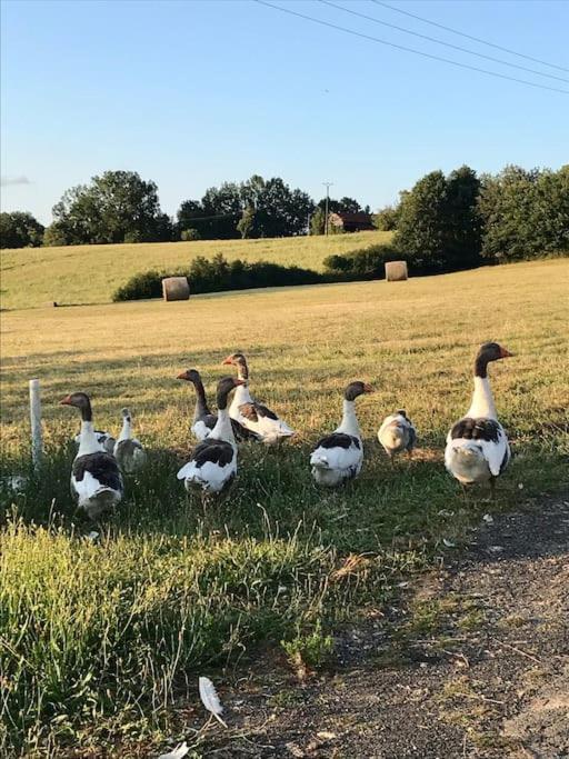« Le Vieux Hangar » Gite A La Ferme Truffe Eksteriør bilde